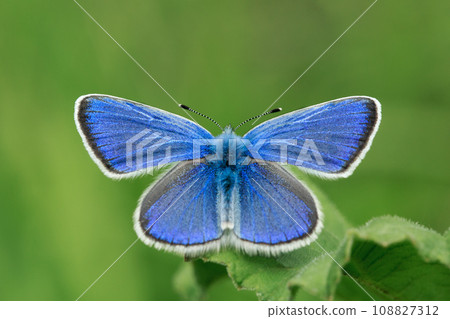 Close-up image of blue colorful butterflie. Close-up image of blue colorful butterflie. 108827312