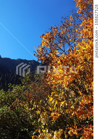 秋天的山毛櫸葉和一之倉澤/谷川岳（立） 108827528