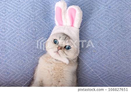 Cute white cat in hat with bunny ears lie on bed on blue background 108827651