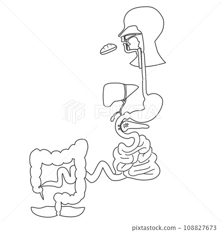 Line drawing illustration of a simple pathway diagram of the digestive system where food is digested and absorbed 108827673