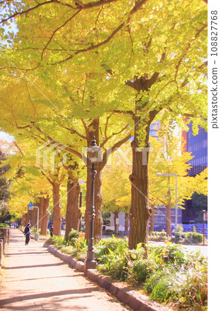 Autumn leaves of ginkgo trees_Glowing in the backlight Autumn leaves of ginkgo trees_Glowing in the backlight 108827768