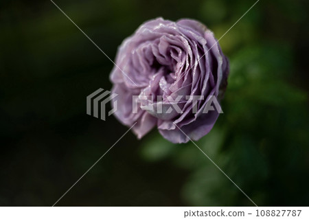 Close Up, Light purple rose flower with leaves in a garden with bokeh background.  108827787
