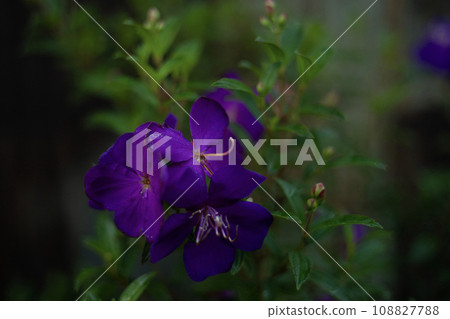 The Tibouchina is a genus of flowering plants in the family Melastomataceae. One popular species within this genus is Tibouchina urvilleana, commonly known as the "Princess Flower" or "Glory Bush." The Tibouchina is a genus of flowering plants in the family Melastomataceae. One popular species within this genus is Tibouchina urvilleana, commonly known as the "Princess Flower" or "Glory Bush." 108827788