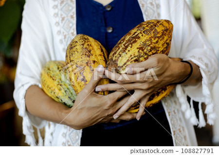 Asian Woman farmer holds the cocoa fruit in the crate. Raw Cocoa fruit pod in woman hands. Harvesting natural cacao raw fruits. Asian Woman farmer holds the cocoa fruit in the crate. Raw Cocoa fruit pod in woman hands. Harvesting natural cacao raw fruits. 108827791