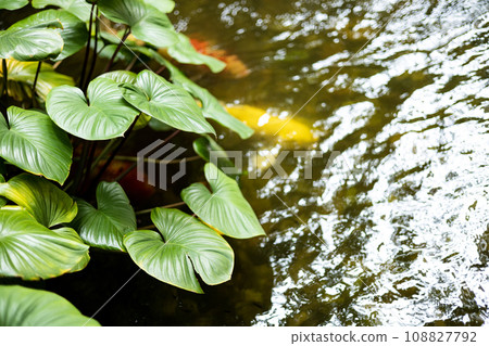 An outdoor koi fancy fish pond for beauty. The Tree In The ponds. Decorative pond and gold fish in garden. An outdoor koi fancy fish pond for beauty. The Tree In The ponds. Decorative pond and gold fish in garden. 108827792