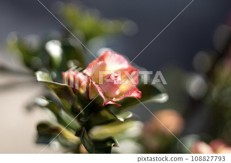 Adenium flowers have 3 colors mixed together, yellow, pink, white. The flowers are multi-layered. Adenium Flowers in Bloom, exotic flower with multi layer petal and a bunch flower adenium obesum. Adenium flowers have 3 colors mixed together, yellow, pink, white. The flowers are multi-layered. Adenium Flowers in Bloom, exotic flower with multi layer petal and a bunch flower adenium obesum. 108827793