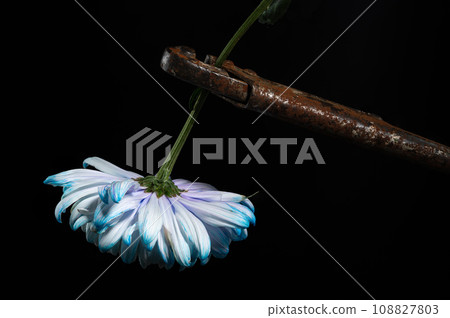 Composition with an old rusty wrench and chrysanthemum flower Composition with an old rusty wrench and chrysanthemum flower 108827803