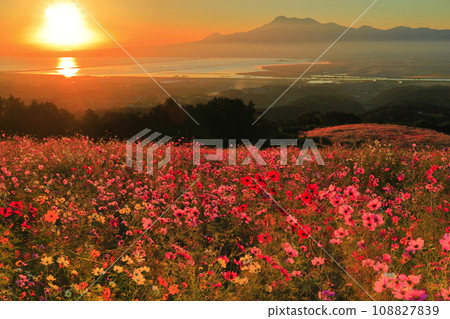 [Nagasaki Prefecture] Cosmos in full bloom and the morning sun at Shirakimine Plateau 108827839