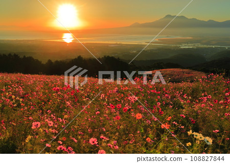 [長崎縣]白木峰高原的波斯菊盛開與朝陽 108827844