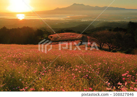 [長崎縣]白木峰高原的波斯菊盛開與朝陽 108827846