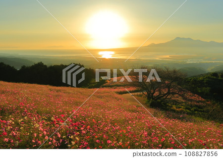 [Nagasaki Prefecture] Cosmos in full bloom and the morning sun at Shirakimine Plateau 108827856
