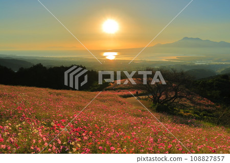 [Nagasaki Prefecture] Cosmos in full bloom and the morning sun at Shirakimine Plateau 108827857