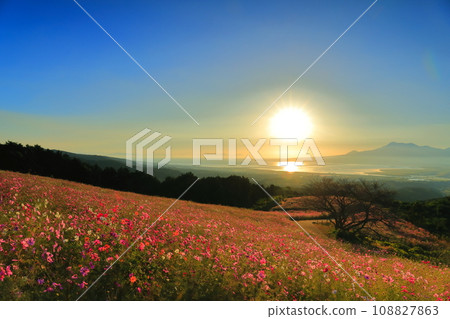 [Nagasaki Prefecture] Cosmos in full bloom and the morning sun at Shirakimine Plateau 108827863