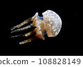 Drifting jellyfish 108828149