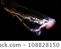 Drifting jellyfish 108828150