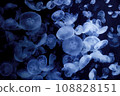Drifting jellyfish 108828151