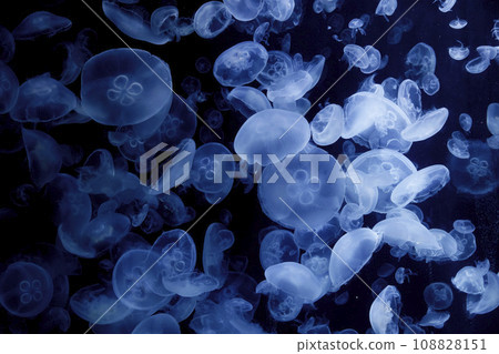 Drifting jellyfish Drifting jellyfish 108828151