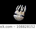 Drifting jellyfish 108828152