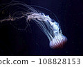 Drifting jellyfish 108828153