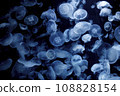 Drifting jellyfish 108828154