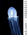 Drifting jellyfish 108828155