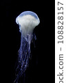 Drifting jellyfish 108828157