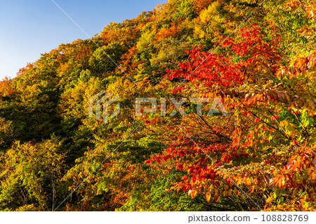 [Tochigi Prefecture] View of Nikko Irohazaka at the peak of autumn leaves and Kurokamidaira at dawn 108828769