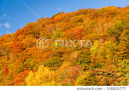 [栃木縣]紅葉之巔的日光伊呂波坂和黎明的黑上平的景色 108828777