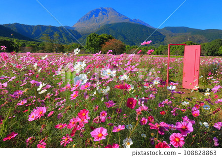 [Nagasaki Prefecture] Cosmos at Shimabara Hihariyamaka Park and Mt. Unzen Fugendake 108828863