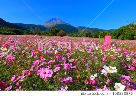[Nagasaki Prefecture] Cosmos at Shimabara Hihariyamaka Park and Mt. Unzen Fugendake 108828876