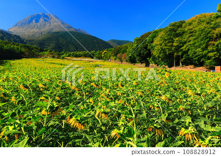[Nagasaki Prefecture] Late-blooming sunflowers at Shimabara Hihari Sanka Park and Mt. Unzen Fugendake 108828912
