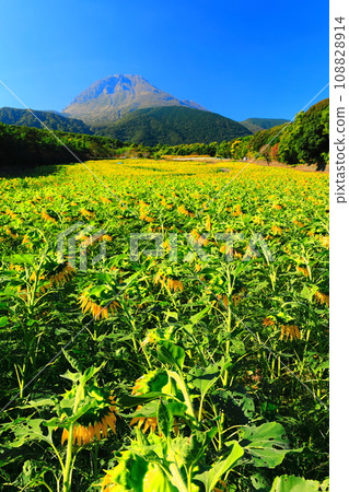 [Nagasaki Prefecture] Late-blooming sunflowers at Shimabara Hihari Sanka Park and Mt. Unzen Fugendake 108828914