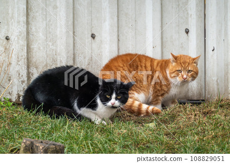Portrait of black and golden cats sitting on grass against wooden wall at yard in Istanbul, Turkey 108829051