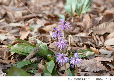 Shojo Bakama（赤城自然公園/群馬縣澀川市） 108829584