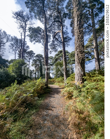 Scots Pine trees in County Donegal - Ireland 108829612