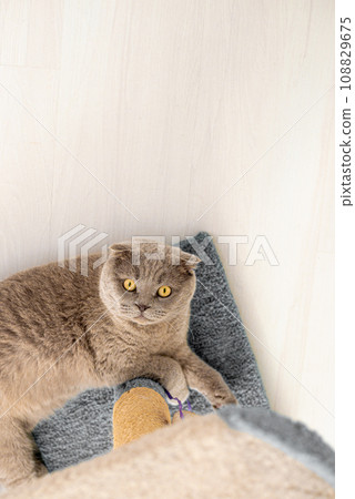 cat plays with a scratching post in the living room. Natural lighting. cat plays with a scratching post in the living room. Natural lighting. 108829675