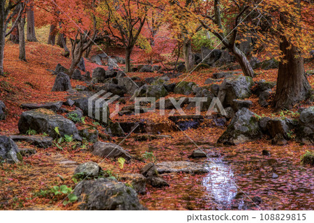 Cuckoo Forest Echoland Autumn 108829815