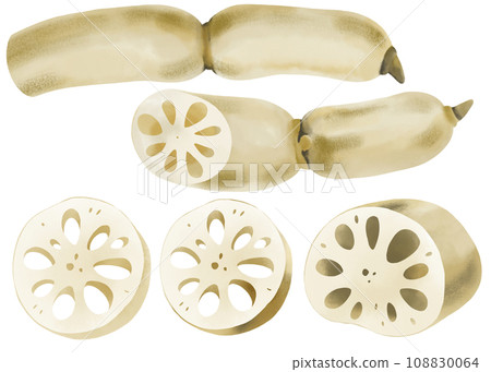 Lotus root illustration set drawn in watercolor 108830064