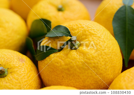 Many citrus fruits Many citrus fruits 108830430