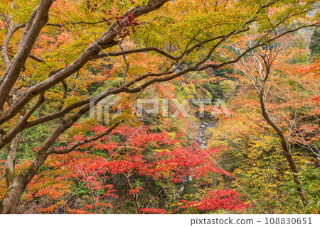 Colorful autumn leaves and Kinzo Otoshi mountain stream 108830651