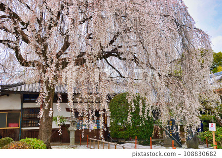 本萬寺的垂枝櫻花(京都市上京區) 本萬寺的垂枝櫻花(京都市上京區) 108830682