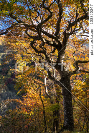 [栃木縣]日光伊呂波坂/第一伊呂波坂（下坡）紅葉之巔 108830847