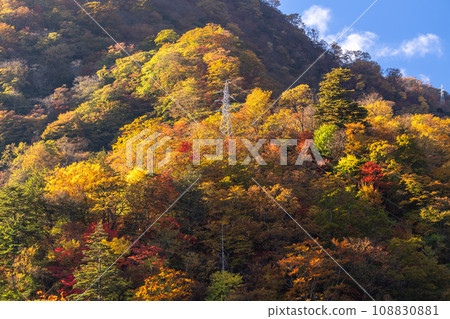 [Tochigi Prefecture] Nikko Irohazaka/Daiichi Irohazaka (downhill) at the peak of autumn leaves 108830881
