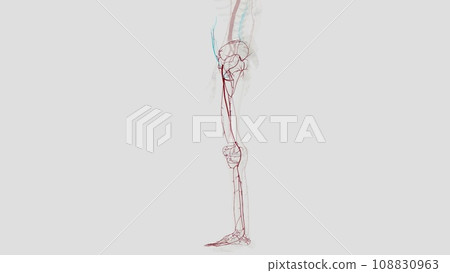 The main artery of the lower limb is the femoral artery The main artery of the lower limb is the femoral artery 108830963