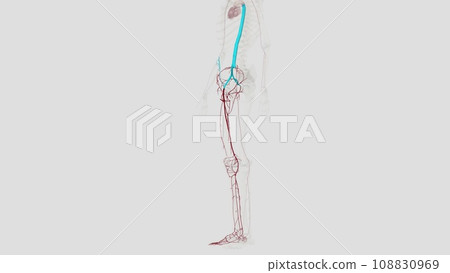 The main artery of the lower limb is the femoral artery The main artery of the lower limb is the femoral artery 108830969