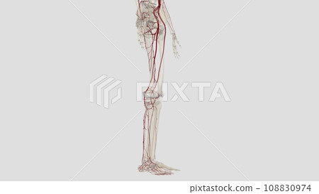 The main artery of the lower limb is the femoral artery The main artery of the lower limb is the femoral artery 108830974