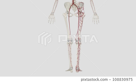 The main artery of the lower limb is the femoral artery 108830975