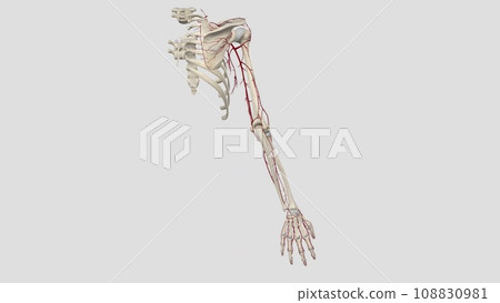 Arteries of Pectoral, Scapular, and Deltoid Regions 108830981