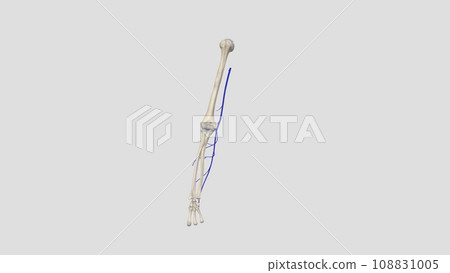 The basilic vein is a large superficial vein of the upper limb that helps drain parts of the hand and forearm The basilic vein is a large superficial vein of the upper limb that helps drain parts of the hand and forearm 108831005