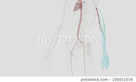 The brachial artery is the major blood vessel supplying blood to your arms The brachial artery is the major blood vessel supplying blood to your arms 108831016